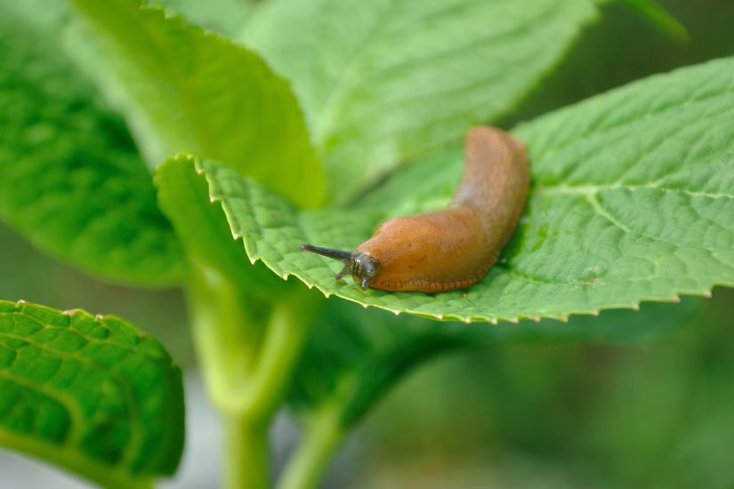 slugs eating leaf